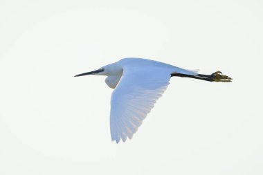 Küçük bir balıkçıl, Egretta Garzetta, uçuyor.