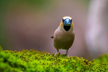 Erkek bir ispinozun yaklaşması Coccothraustes coccothraustes bir ormana tünemiş bir kuş. Seçici odak ve doğal güneş ışığı