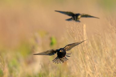Sığırcık kuşu sürüsü Sturnus vulgaris bir çayırın üzerinde uçuyor.