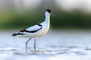 Pied Avocet, Recurvirostra avosetta 'nın yakın plan görüntüsü.