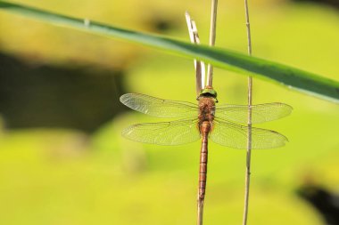 Sazlıklarda dinlenen yeşil gözlü yusufçuk Aeshna izosellerinin yakınında. Bu Avrupa 'da bulunan iki kahverengi işportacıdan biri.