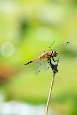 Dört noktalı kovalayıcının yakın çekimi, Libellula kuadrimaculata, ya da yeşil sazlıklarda dinlenen dört noktalı yusufçuk..