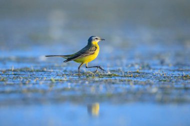 Bahar mevsiminde güneşli bir günde, erkek bir batı sarı kuyruklu Motacilla flava 'nın kapanışı..