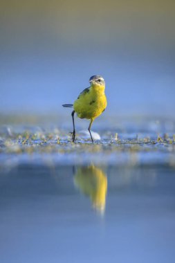 Bahar mevsiminde güneşli bir günde, erkek bir batı sarı kuyruklu Motacilla flava 'nın kapanışı..