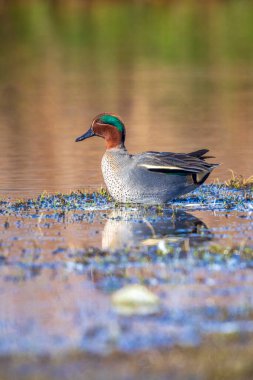Erkek bir Avrasya ördeği, ananas crecca, ördek kameraya doğru yüzüyor..