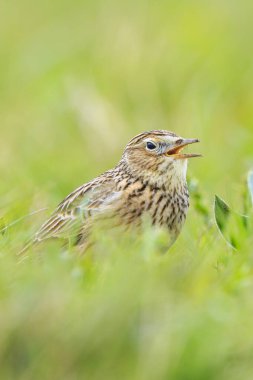 Avrasya tarla kuşu, Alauda arvensis, parlak güneş ışığında yürüyen bir çayırda.