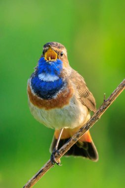 Mavi boğazlı erkek kuş Luscinia svecica siyanecula üreme mevsiminde dişiyi cezbetmek için şarkı söylüyor.