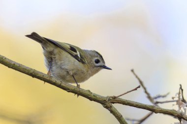 Goldcrest kuşunun yakından, Regulus regulus, ağaçların dallarını ve çalıları eşeliyor.