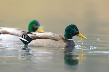Erkek bir yaban ördeği, Anas platyrhynchos, kameraya doğru temizliyor..
