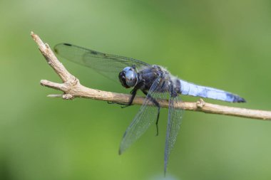Nadir avlanan mavi renkli erkek, Libellula fulva, bitkilerin üzerinde dinleniyor.