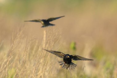 Sığırcık kuşu sürüsü Sturnus vulgaris bir çayırın üzerinde uçuyor.