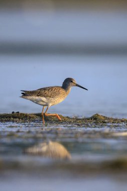 Ortak redshank tringa totanus güneşli bir da suda yem kuş wading