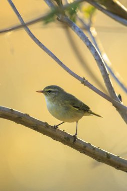 Yaygın bir chiffchaff kuşunun yakın çekimi Phylloscopus collybita, güzel bir yaz akşamında yeşil, canlı bir arka planda yumuşak bir ışık ile şarkı söylüyor..