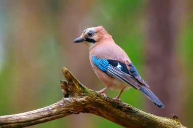 Avrasyalı bir Jay Garrulus Glandarius 'un ormanda yiyecek arayan böceklere yakın çekimi..