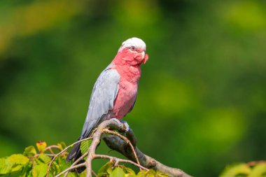 Gül göğüslü papağan, Galah kakadusu, pembe ve gri papağan ya da gül kakadusu olarak da bilinen Eolophus gülü papağanı, en yaygın ve yaygın kakadulardan biridir ve Mai 'nin neredeyse tüm açık arazilerinde görülebilir.