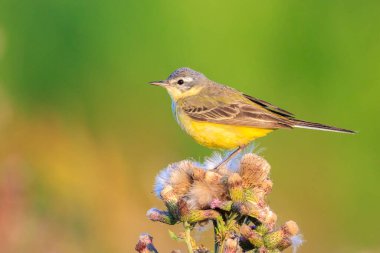 Güneşli bir yaz günü bitkisel hayatta şarkı söyleyen sarı kuyruklu batılı Motacilla kuşunun yakın çekimi.