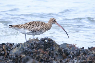 Avrasya kıvrımlı Numenius arquata kıyı kuşu kayalara tünemişti..
