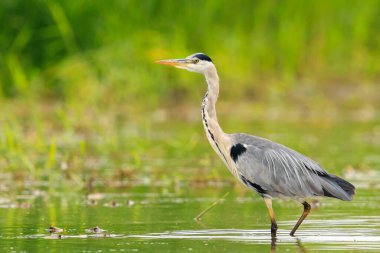 Gri balıkçıl, Ardea Cinerea 'ya yakın, gölde balık tutuyor.