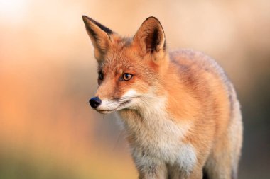 Vahşi kızıl tilki, Vulpes vulpes, çayırda yiyecek ve yiyecek ararlar..