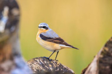 Kuzeyli bir erkek kuş olan Oenanthe Oenanthe 'nin yakın çekimi.