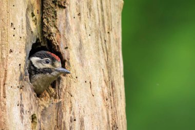 Büyük benekli ağaçkakan kuşu Dendrocopos Major 'un ormanda bir ağaç yuvasında yakın plan fotoğrafı.