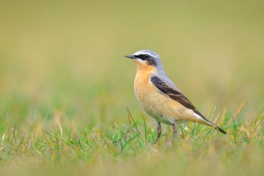 Kuzeyli bir erkek kuş olan Oenanthe Oenanthe Oenanthe 'ye yakın plan.