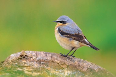 Kuzeyli bir erkek kuş olan Oenanthe Oenanthe 'nin yakın çekimi.