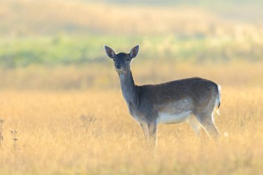 Dişi geyik dişi geyik yavrusu ya da dişi geyik yavrusu, Dama Dama güneşli bir günde ormandaki bir çayırda. 