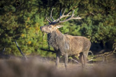 Kızıl geyik erkek, servus elaphus, çiftleşme mevsiminde mor fundaların açtığı ormanın yakınındaki bir tarlada çiftleşiyor..