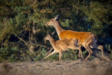 Dişi kızıl geyik geyiği ya da arka Cervus elaphus, güneşli bir günde, ormanın önünde mor bir fundayla çayırda.. 