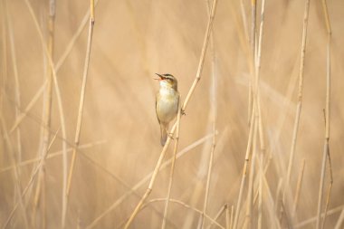 Sedge Warbler kuşuna yakın olan Acrocephalus schoenobaenus üreme mevsiminde bir dişiyi cezbetmek için şarkı söyler.