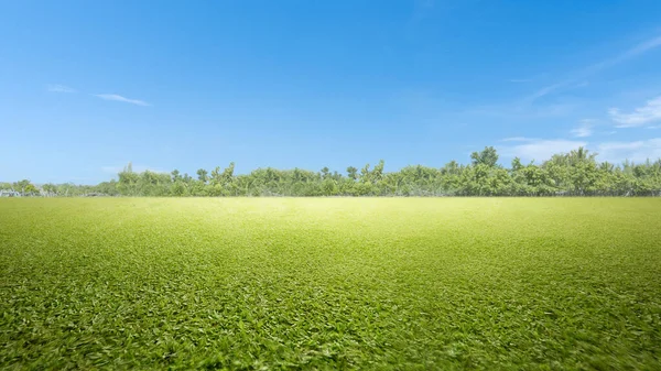 Grasveld Met Een Blauwe Lucht Achtergrond — Stockfoto