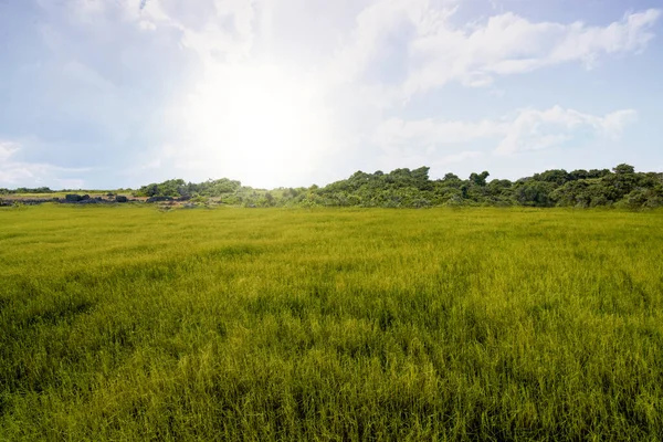 青空を背景に草原地帯 — ストック写真