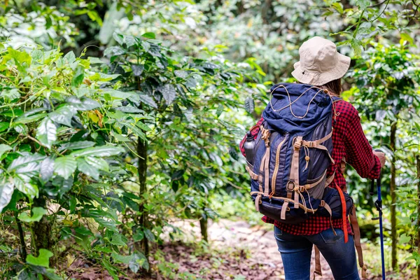 Sırt Çantalı Şapkalı Asyalı Bir Kadın Ormanda Bir Patikada Yürüyor — Stok fotoğraf