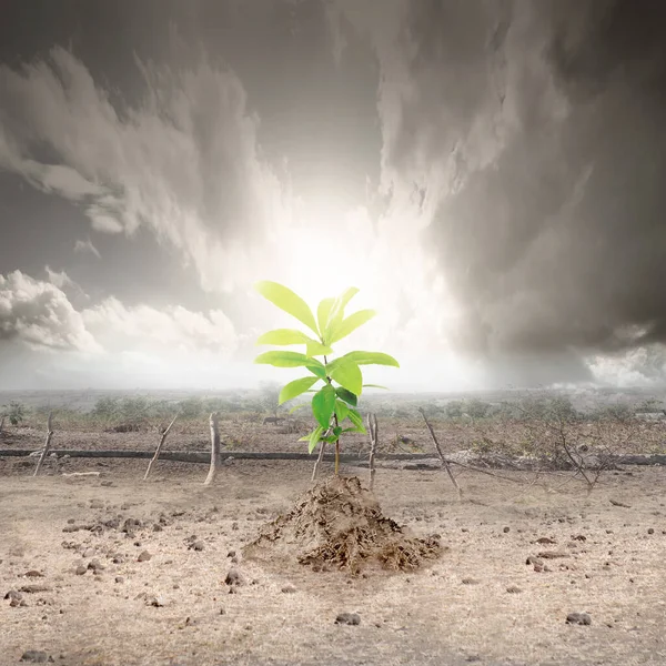 Growing leaves on the drought ground. Earth Day Concept