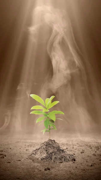 Growing leaves on the dry ground. Earth Day Concept