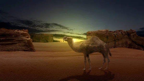 骆驼在落日的天空背景下穿越沙漠 — 图库照片