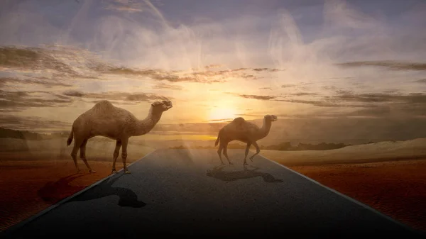 Kamel Überquert Die Straße Der Wüste Bei Sonnenuntergang — Stockfoto