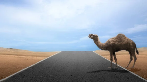 Καμήλα Διασχίζουν Δρόμο Στην Έρημο Φόντο Γαλάζιο Του Ουρανού — Φωτογραφία Αρχείου