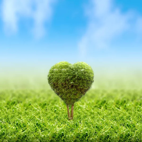 Growing Trees Field Earth Day Concept — Stock Photo, Image