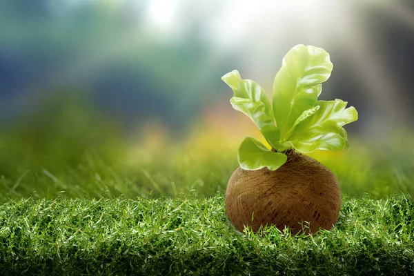 Growing leaf on the ground. Earth Day Concept