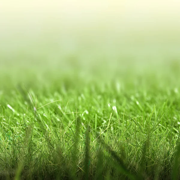 Grönt Gräs Fält Med Suddig Bakgrund — Stockfoto
