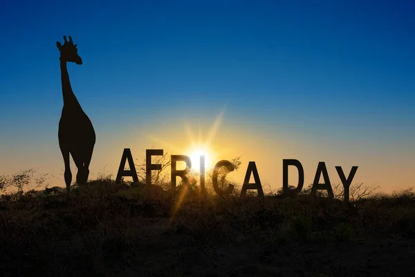 Silhouette of a giraffe with Africa day text on the field with sunrise scene background. Africa day concept