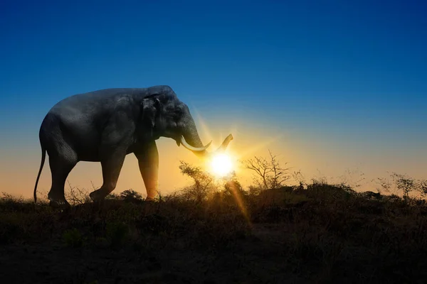 日の出のシーンを背景に畑を歩く象 — ストック写真