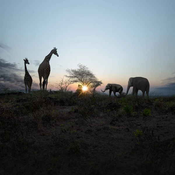 Elephant and giraffe walking on the field with the sunrise scene background