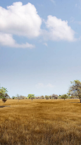 Landscape view of the savanna with blue sky background