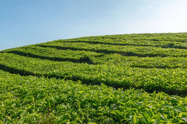 View Tea Plantations Blue Sky Background — Stock Photo, Image