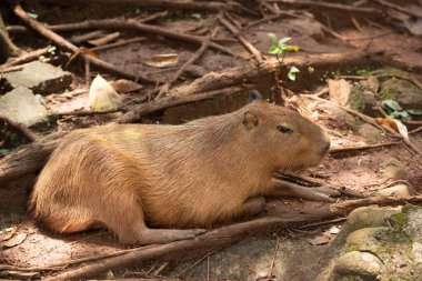 Capibara (hydrochoerus hydrochaeris) Hayvanat Bahçesi
