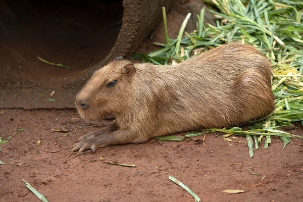 Capibara (hydrochoerus hydrochaeris) Hayvanat Bahçesi