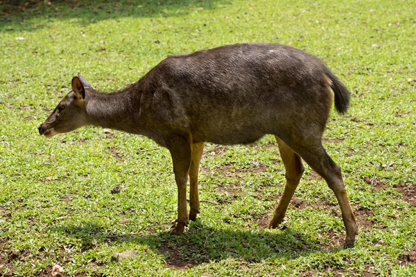 Cervos Indonésios Dentro Gaiola Zoológico — Fotografia de Stock